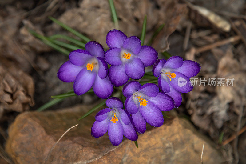 春季番红花，巨型番红花，(crocus vernus)，那不勒斯番红花，春季番红花。